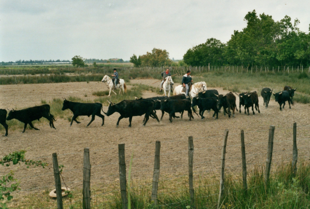 2003-05-AIGUES-MORTES-440